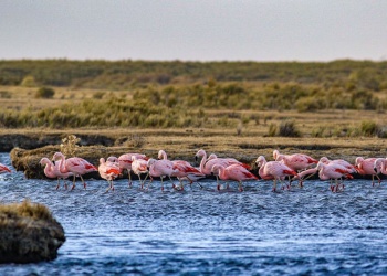 Argentina aprueba un procedimiento para reconocer nuevas áreas de conservación de la biodiversidad