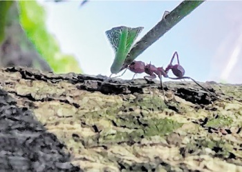 Hormigas cortadoras: avanzan investigaciones para su control biológico