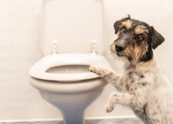 Por qué los perros siguen a sus dueños hasta el baño, según especialistas