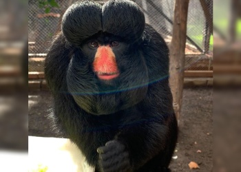 National Geographic registró especies en peligro de extinción en el Ecoparque de Foz