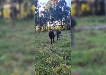 Detuvieron a un hombre por robar palmitos en una reserva de Comandante Andresito