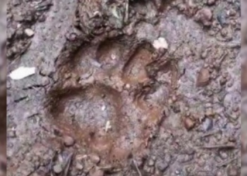 Puerto Esperanza: productor denunció ataque de un felino