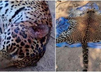 Juicio por la matanza de un yaguareté: “La expectativa es lograr una pena de prisión efectiva”