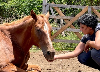 No son solo caballos, son sobrevivientes: la Fundación Libre Relincho necesita ayuda urgente
