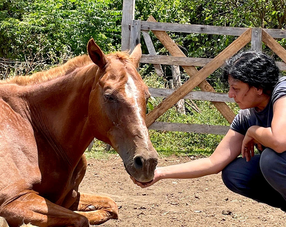 La Fundación Libre Relincho y el desafío de resguardar 16 caballos rescatados