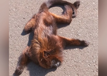 Atropellaron y mataron a un mono carayá rojo