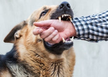 Posadas: En el primer semestre atendieron 33 casos por mordeduras sospechosas de rabia