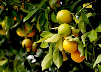 Con apoyo del INTA, la citricultura misionera hace frente a su mayor desafío