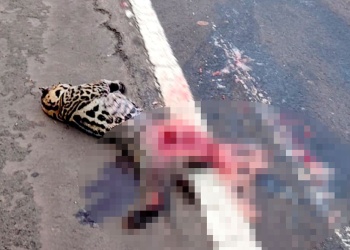 Triste hallazgo en la ruta 12: encontraron un ocelote muerto por atropellamiento