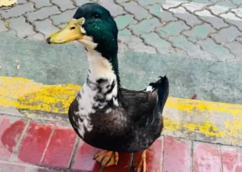 El insólito caso del pato Juan: lo denunciaron por atacar a otras mascotas y la Justicia intervino