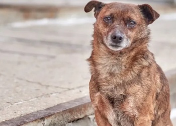 Dejaba a sus mascotas encerradas por días y sin alimentos: fue imputada por violencia animal