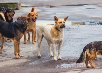 Buscan a un “mata perros y pájaros” en barrios porteños