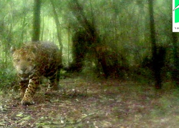 Avistaron al yaguareté Sami por primera vez en una reserva de Misiones