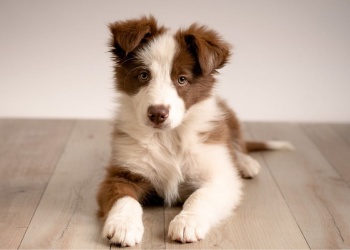 Qué saber antes de tener un Border Collie