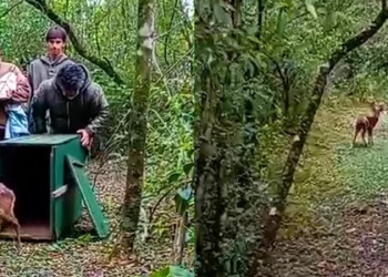Liberaron a un venado pardo rehabilitado en la localidad de Fachinal