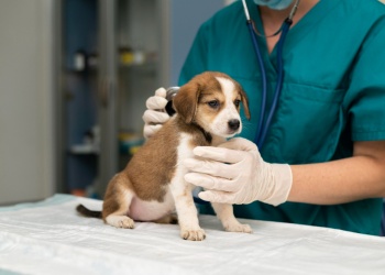 Pablo Castillo: “La veterinaria protege a los animales y a nuestra salud”