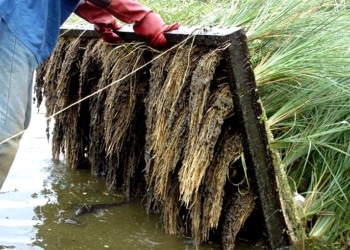 Biotecnología Vetiver, el sistema que descontamina y no erosiona los suelos