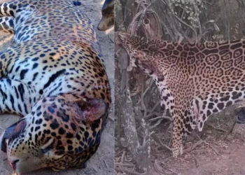 Comenzó el juicio histórico contra quienes mataron y carnearon a un yaguareté en Formosa