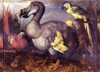 Regreso del dodo: la ciencia busca revivirlo en 5 años