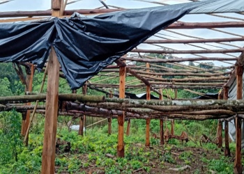 El temporal que se abatió en Misiones dejó un 40% de verduras dañadas y 6 familias sin techo