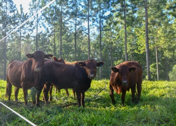 Los avances del sistema silvopastoril en la región
