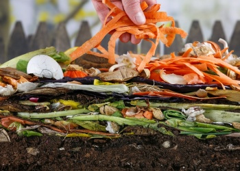 Opciones de fertilizantes naturales para nutrir la huerta orgánica del hogar