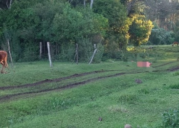Murió un hombre de 75 años tras ser embestido por un toro en Misiones