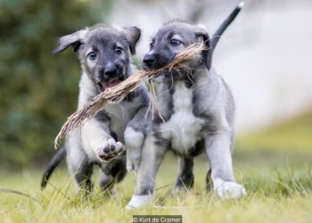 Los rarísimos casos de perros gemelos idénticos que sorprenden a la ciencia