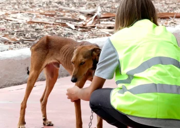 Presentan un proyecto de ley en Misiones para crear el primer Juzgado de Protección Animal