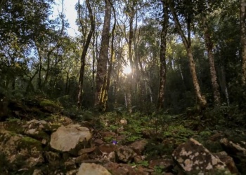Misiones, atenta al debate sobre gestión forestal sostenible en la región
