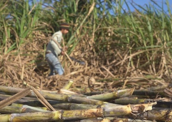 El azúcar mascabo rescata cultura y cuida la salud