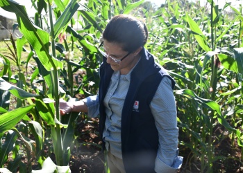 Manejo y monitoreo, claves para hacer frente a la chicharrita y el achaparramiento
