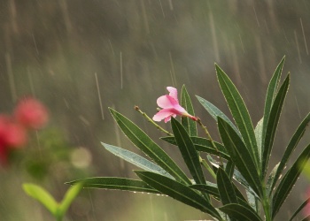 La razón por la que el agua de la lluvia ayuda a que las plantas crezcan más rápido