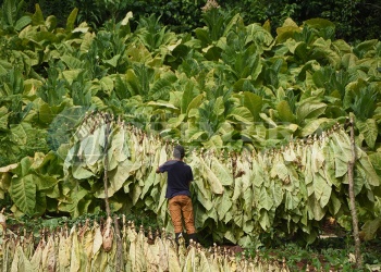 Productores tabacaleros recibirán un nuevo pago del FET