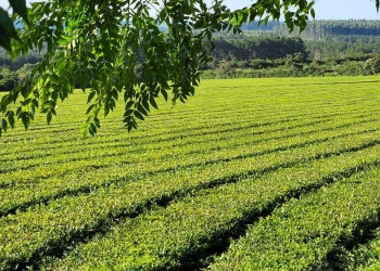 Advierten que Kenia busca desplazar al té argentino en Estados Unidos