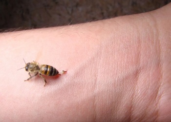 ¿Mataste una abeja y llegaron más? Un especialista reveló el verdadero motivo detrás de este fenómeno