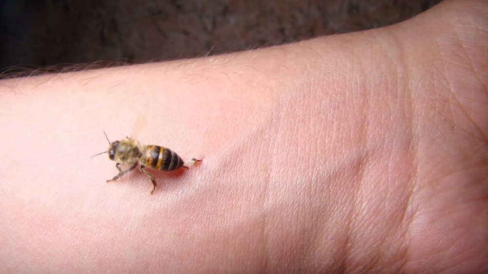¿Mataste una abeja y llegaron más? Un especialista reveló el verdadero motivo detrás de este fenómeno