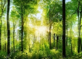 Ecosanación: crisis ambiental, emociones emergentes y calidad de vida