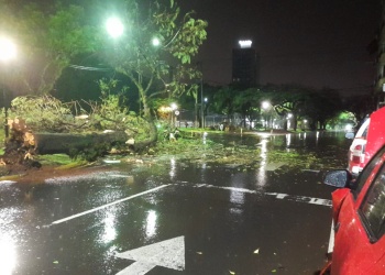 Árboles de gran porte cayeron sobre un auto en Posadas y de una casa en Oberá