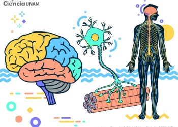 Neuronas: ¿Solo en el cerebro?