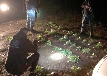Hallan 52 plantas de cannabis en huerta de El Soberbio: la dueña tenía permiso solo para 9
