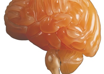 Los científicos crean el primer organoide de cerebro completo con actividad neuronal