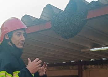 Santa Ana: retiraron una colmena de abejas que amenazaba el bienestar de estudiantes