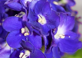 Colores Cósmicos El color que ayuda a soltar, transformar y servir