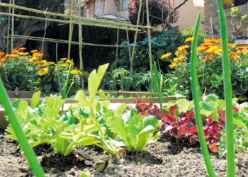Cuáles son las flores que mejor protegen nuestras huertas