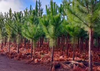 Claves para plantaciones forestales más productivas
