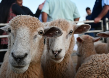 Parásitos resistentes: un desafío para la producción ovina y caprina local