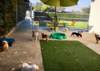 Guarderías caninas