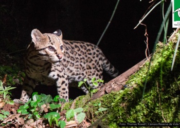 Huellita: la ocelote más longeva del mundo vive en Misiones