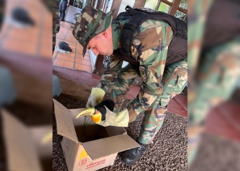 Rescatan tucán herido en El Soberbio y será rehabilitado antes de regresar a la selva